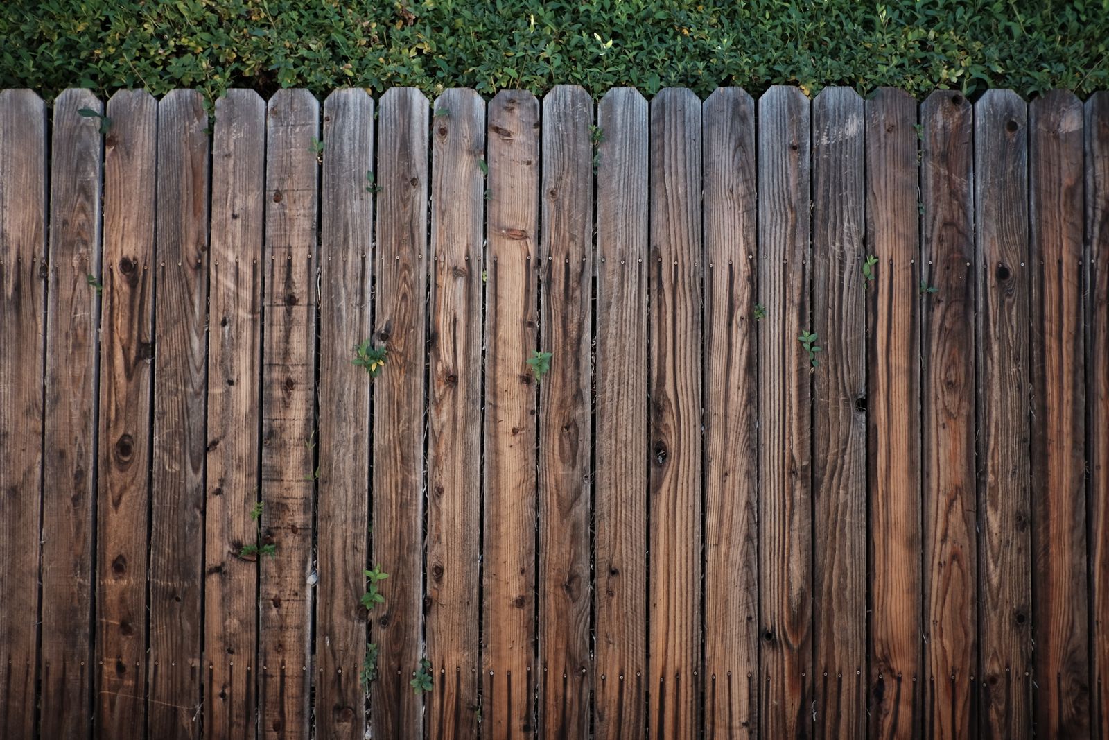 Close view of weathered vertical wooden fence boards with greenery along the top